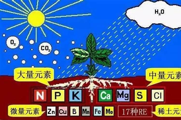 葡萄花前打什么药