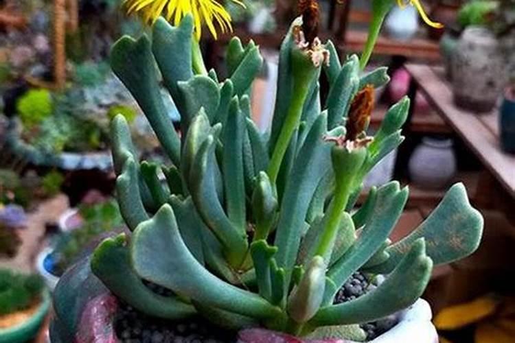 多肉需要氮磷钾肥吗(多肉可以用磷肥吗)