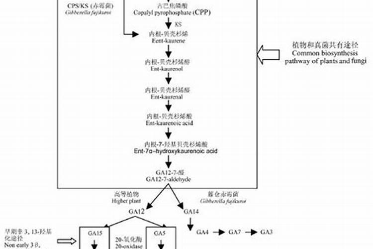 芒果控梢多久能催花