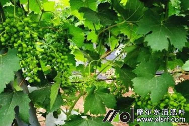 请问葡萄在开花期间的管理及施肥