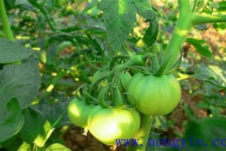 茉莉浇什么肥料合适