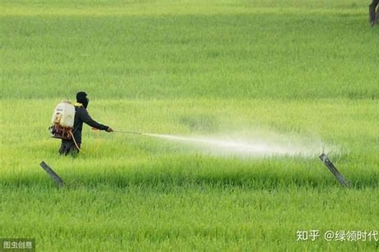 喷施叶面肥以后隔几天可以喷施其它农药