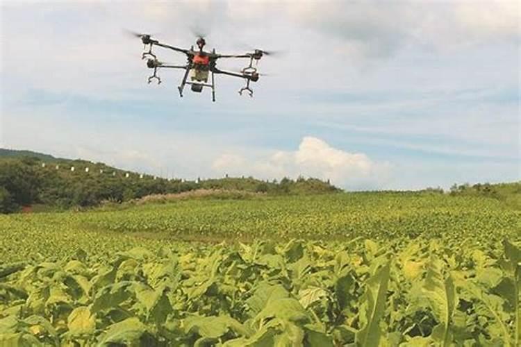 大葱先打药还是先打叶面肥