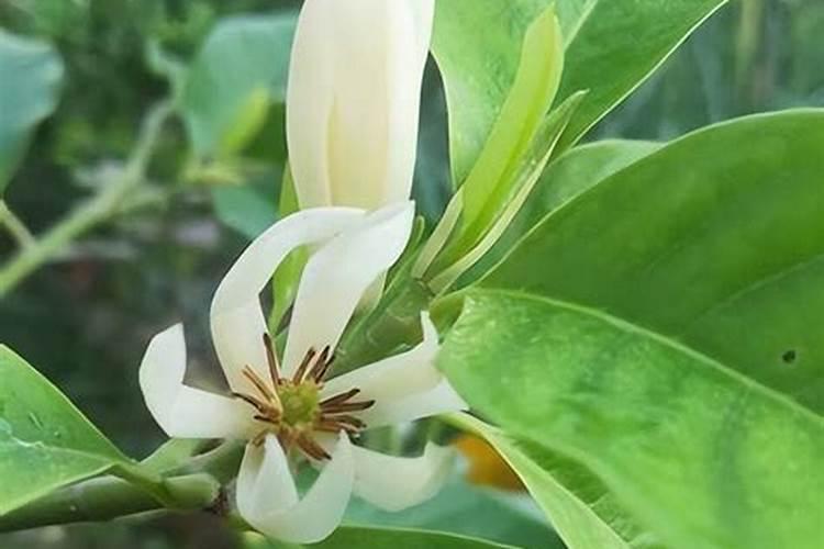 西瓜苗期用什么叶面肥