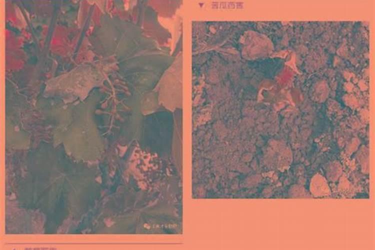 桃树水溶肥彭大肥施几次好