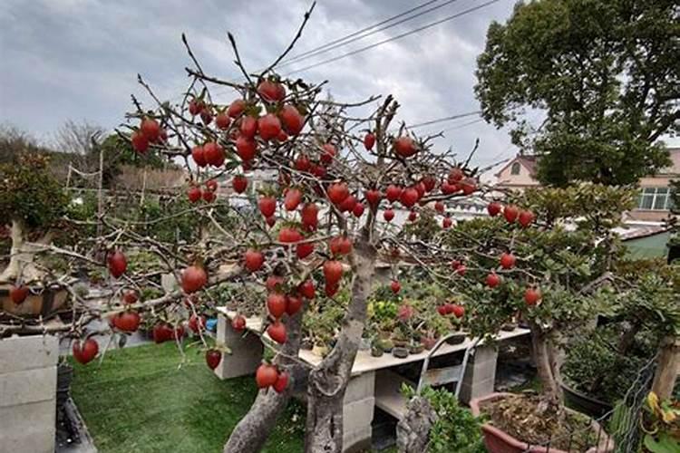 水溶肥是什么肥料