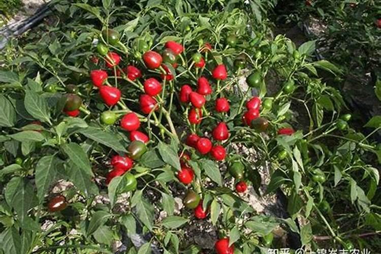 铵态氮和氨氮有什么区别？