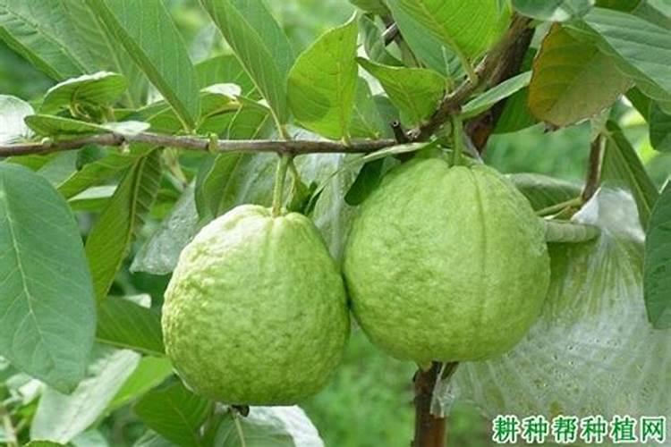 石榴树发小碎叶片,然后树枝枯萎是什么病？