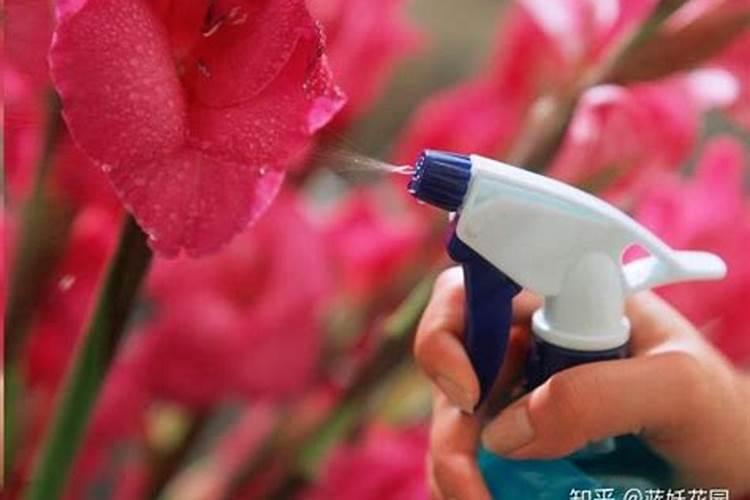 鲜花开畸形了打氨基酸叶面肥能补救吗？