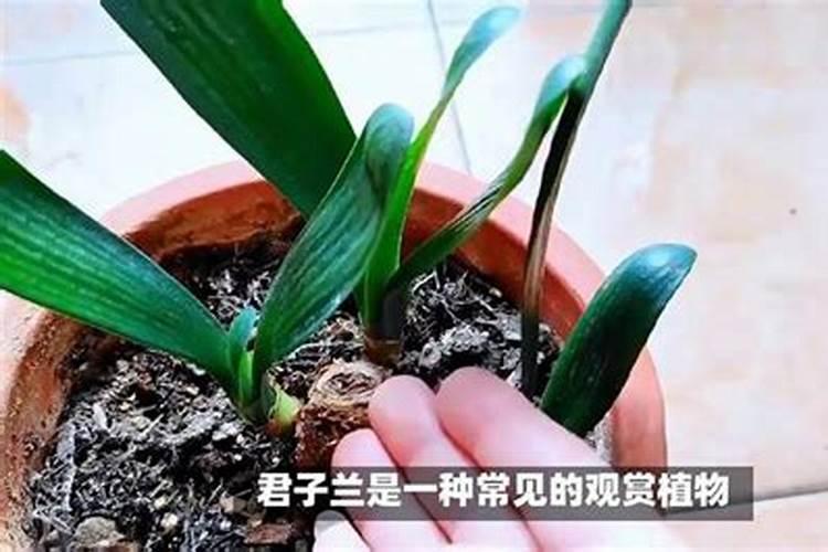 大豆花期打什么药能高产 花期施什么肥好