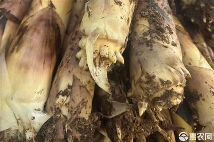 天堂鸟怎么养叶子绿才长得好 天堂鸟如何养叶子大