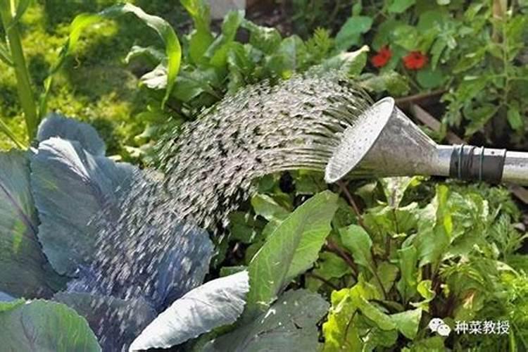 小树苗打完叶面肥20个小时后浇水可以不？