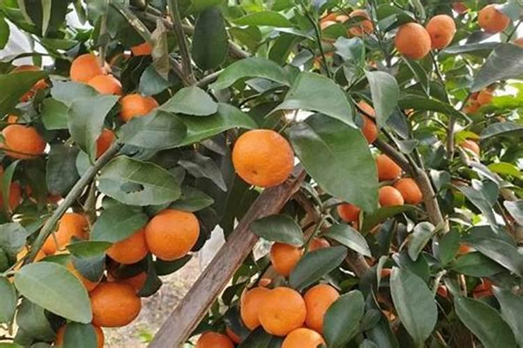 沙糖桔保花保果时间