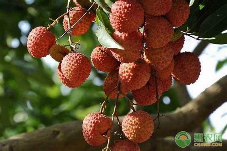 芸苔素使用技巧