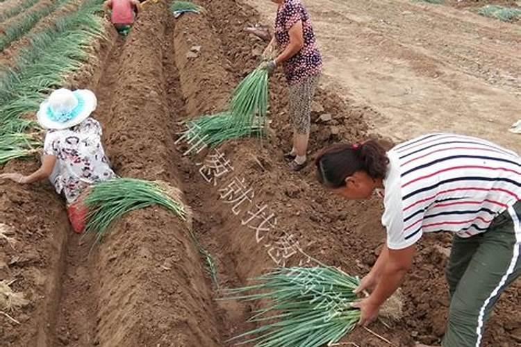 青椒施什么肥最好