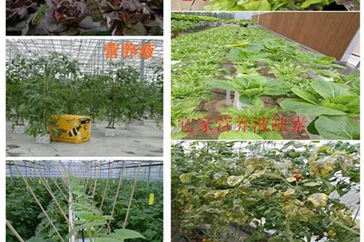 尿素和氮肥,哪个给果树施肥的效果好？为什么？