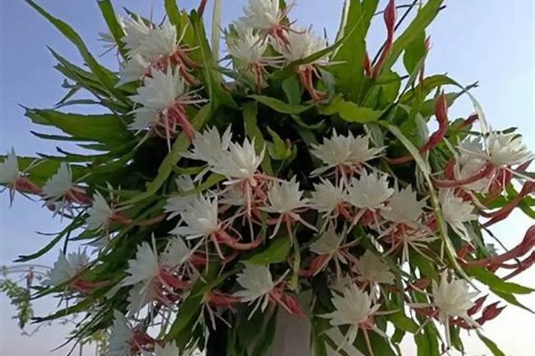 昙花施什么肥最好