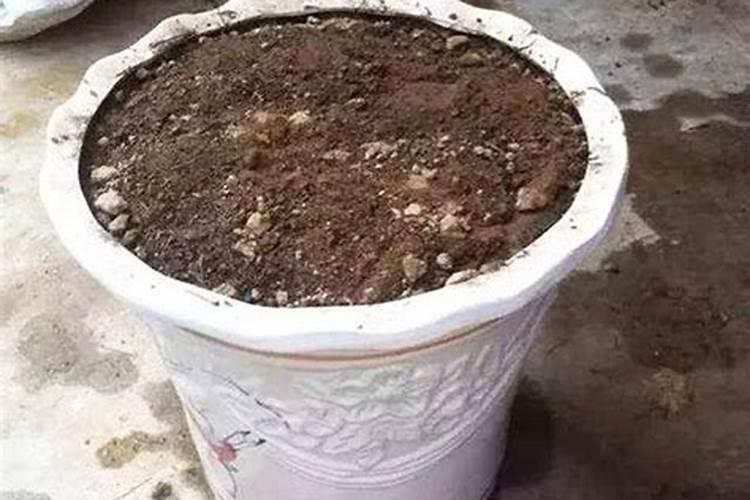 饼肥加鱼肉密封半个月臭味很大能当花肥吗