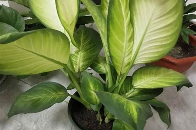 种木瓜施什么肥