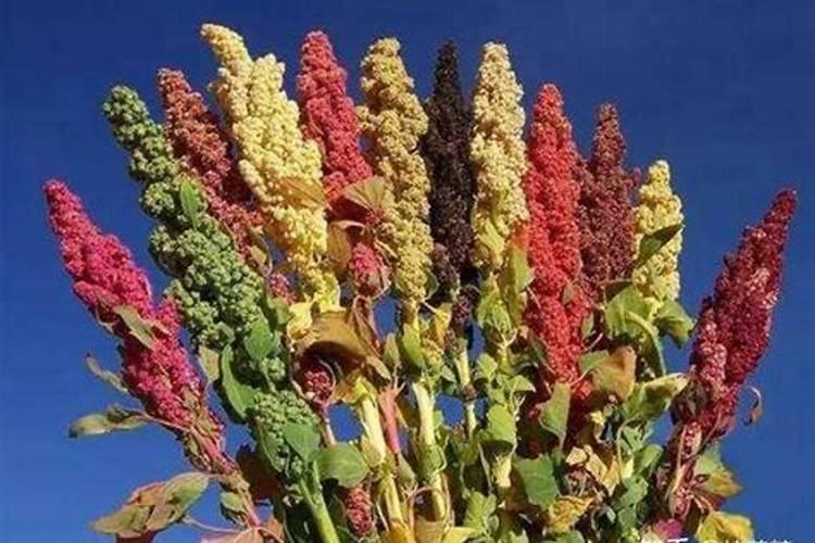 藜麦种植条件