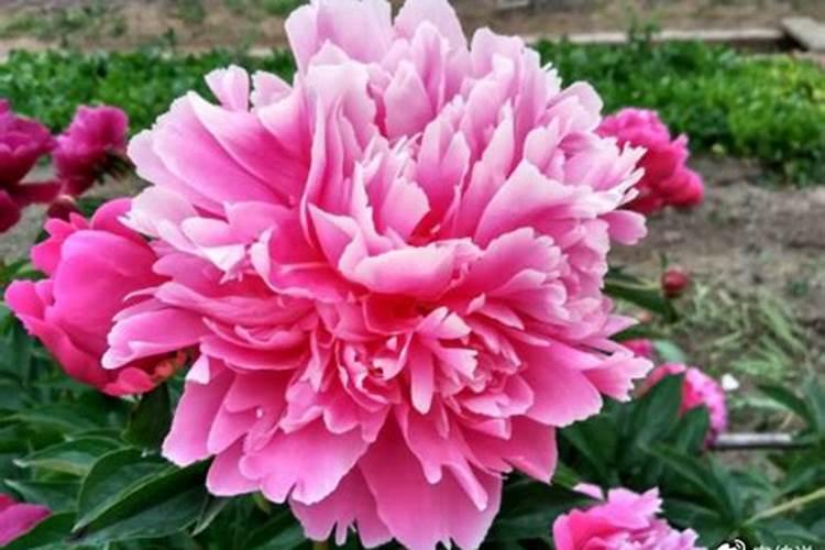 蔬菜出苗后怎样追肥