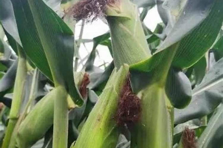 芙蓉花花期可以施肥吗 怎么施肥