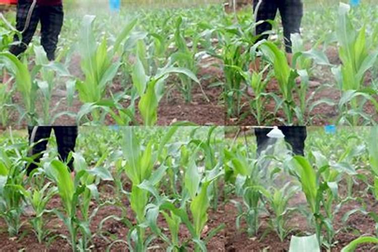 玉米苗浇水溶复合肥的浓度是多少