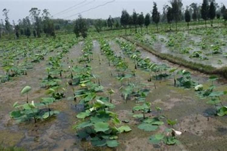 多肉植物施什么肥好