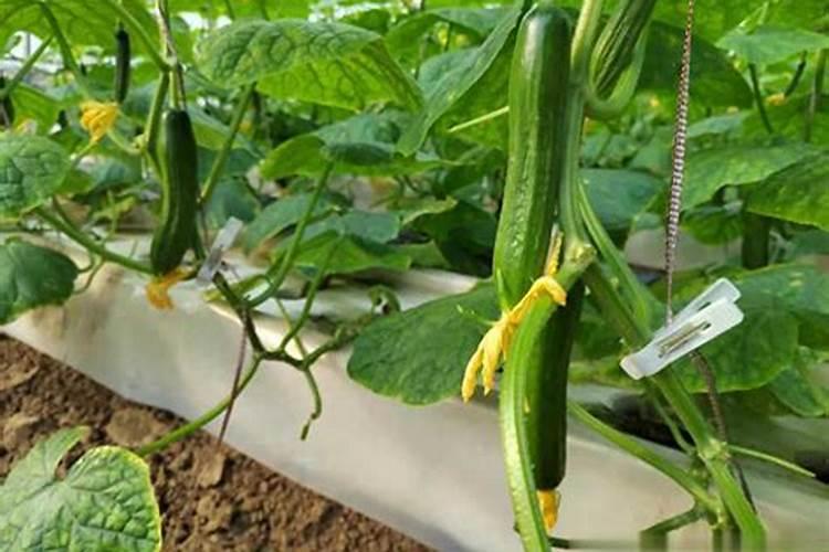 大蒜出苗后用什么肥料追肥