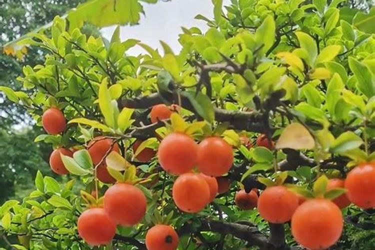 蝴蝶兰肥料怎么配