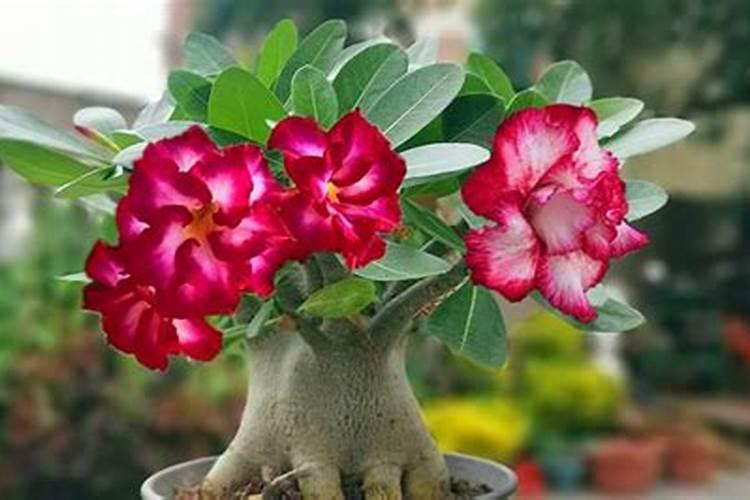 芋艿叶子出现碳疽病,用多菌灵灵喷雾还是直接用药水浇根部？