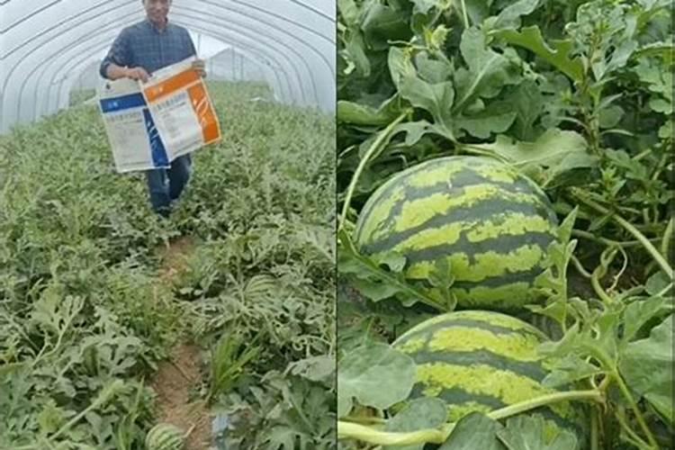 西瓜种植具体步骤