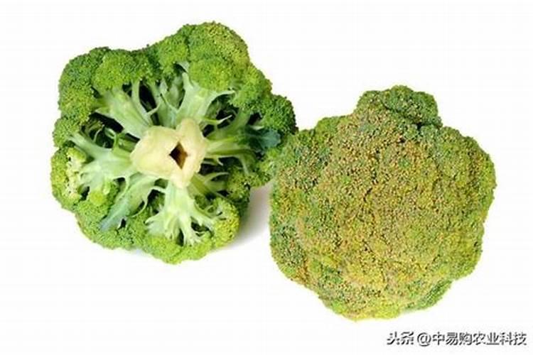 果农杀手锏:柑橘青苔的防治用药方案!