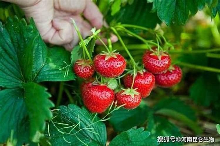 开花结果时施什么肥