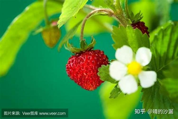 草莓开花结果期施什么肥