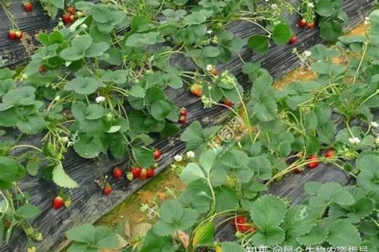 百香果一亩种植多少棵