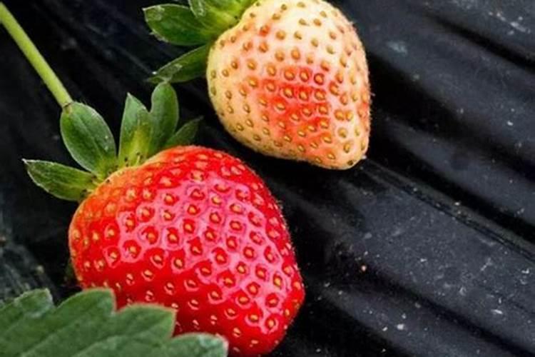 草莓开花结果期怎么施肥 肥料要怎么选择