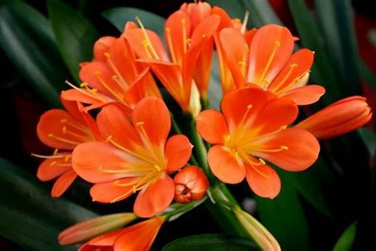 茶树苗品种大全