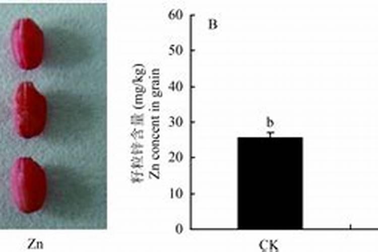 罗布泊硫酸钾肥对山药种植有哪些具体的好处？