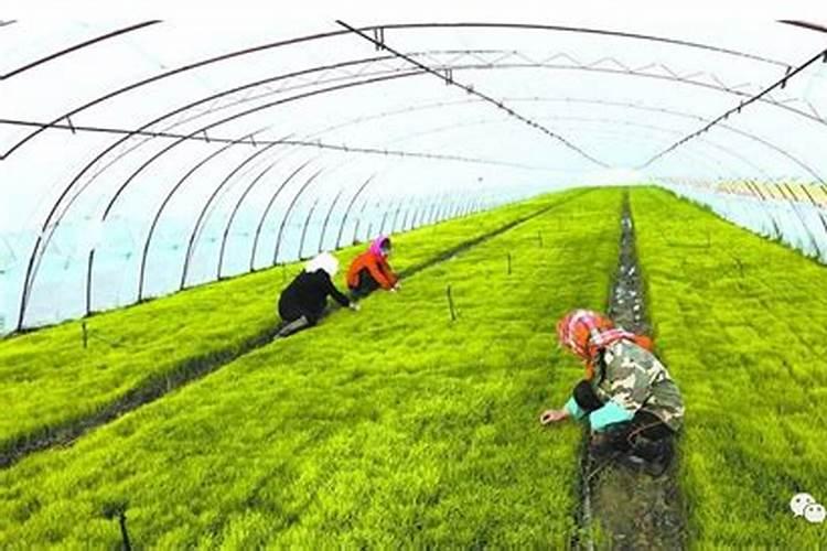 水稻叶面喷肥时间 有哪些注意事项