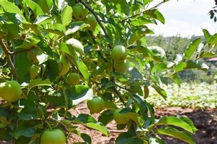 龙船花花谢后怎么修剪