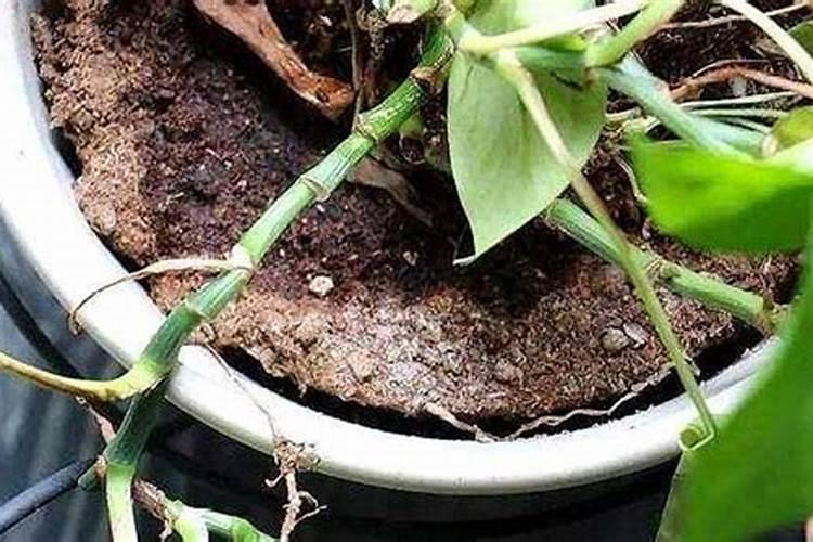 兰花和君子兰可以用同样肥料吗