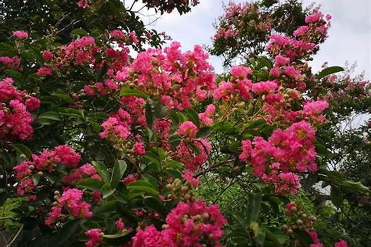 果树上什么肥料最好