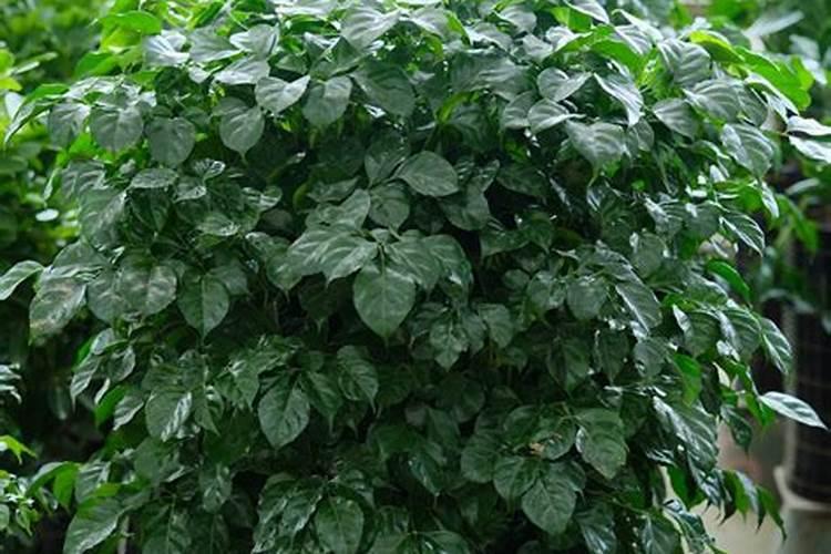 小麦浇冻水什么时间浇适宜