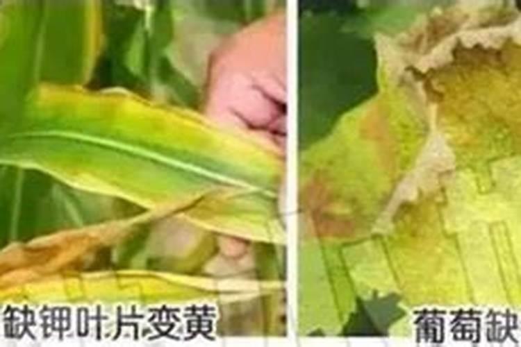 口红吊兰施肥注意什么