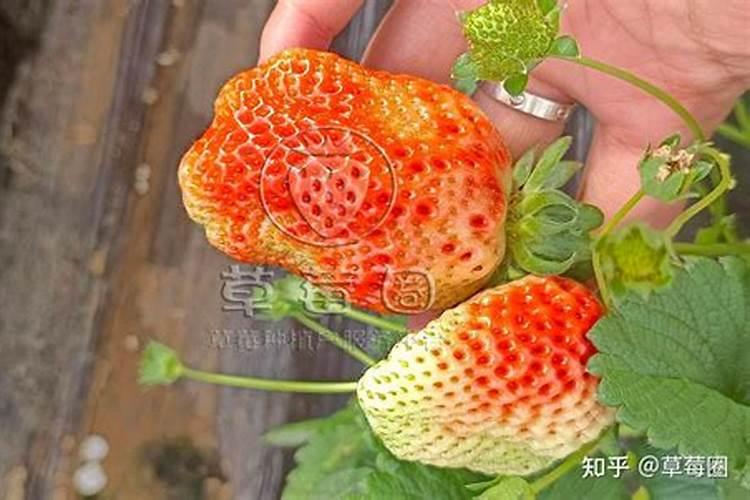 秋天可以种植兰花吗,需要注意什么？