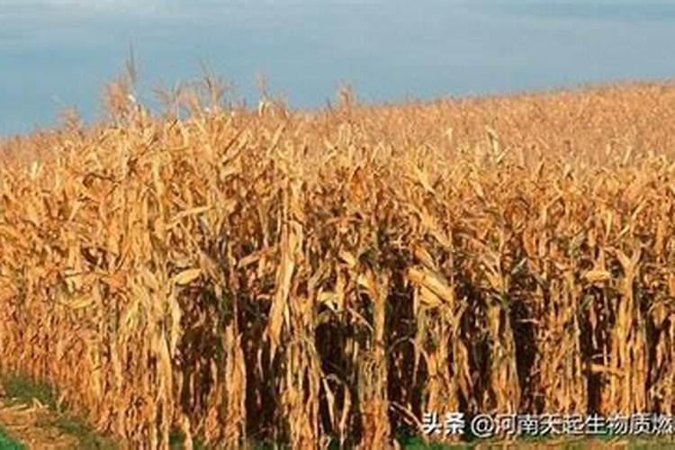 尿素当叶面肥吗？