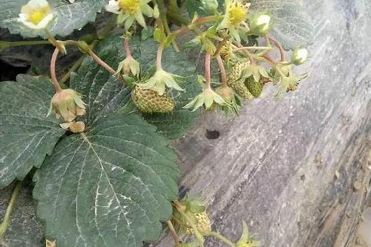 求各种化肥的名称及其主要成分(可以用化学式),越多越好,至少20种百 ...