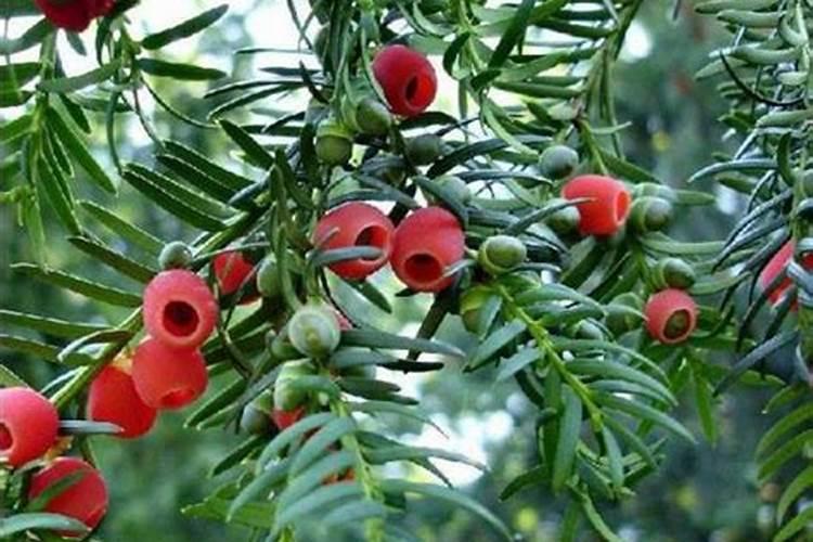 在咱们家里,什么东西算是氮肥呀