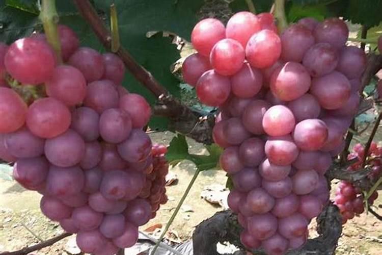 花菜施肥什么合适？花菜追肥用什么更高产